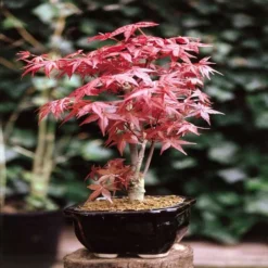 Bonsai Acer Atropurpureum 15 Cm Pot