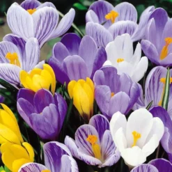 Crocus Vernus Mixte