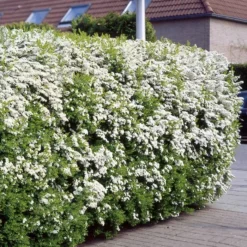 Spirea Arguta Buisson X 5
