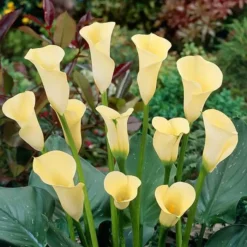 Zantedeschia Yellow 13 Cm Pot