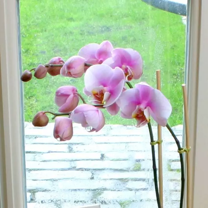 Phalaenopsis Soft Pink