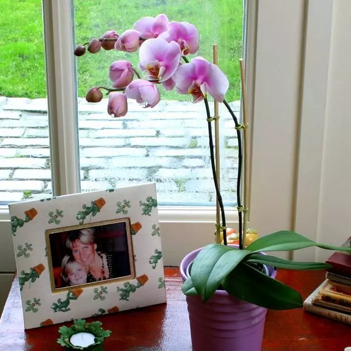 Phalaenopsis Soft Pink – Image 2