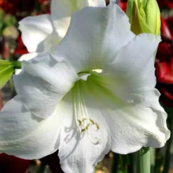 Hippeastrum Amaryllis Blanche En Pot