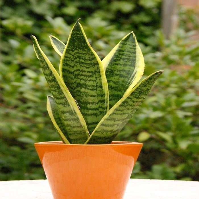Sansevieria Trifasciata Laurentii