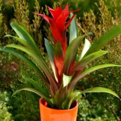 Bromelia Rouge