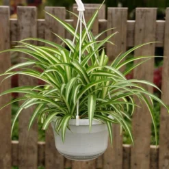 Chlorophytum Comosum Bonnie