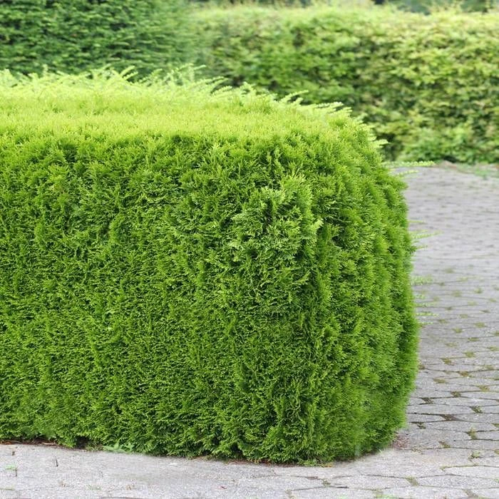 Haie De Thuja Smaragd