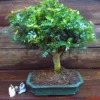 Bonsai Zanthoxylum Broom 12 Cm Pot