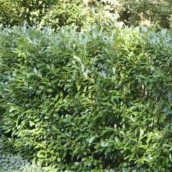 Prunus Laurocerarus Otto Luyken X 5