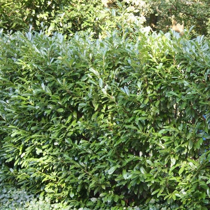 Prunus Laurocerarus Otto Luyken X 5