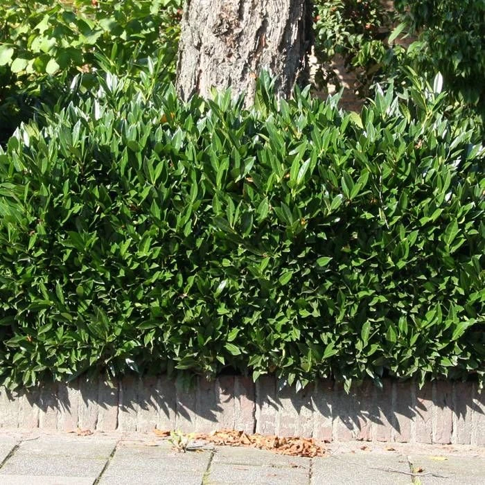 Prunus Laurocerarus Otto Luyken X 5 – Image 2