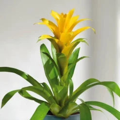 Bromelia Jaune