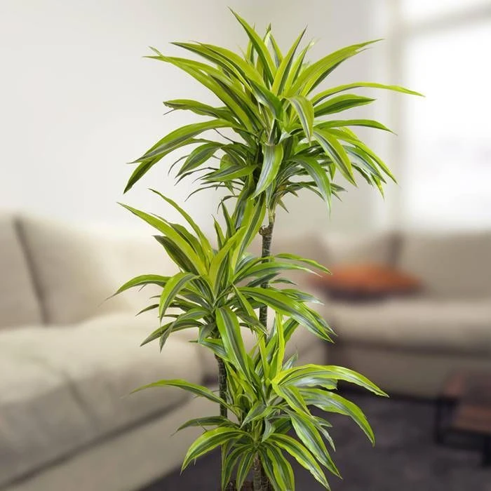 Dracaena Standard Lemon Lime
