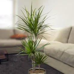 Dracaena Standard Marginata