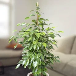 Ficus Benjamina Anastasia 75cm