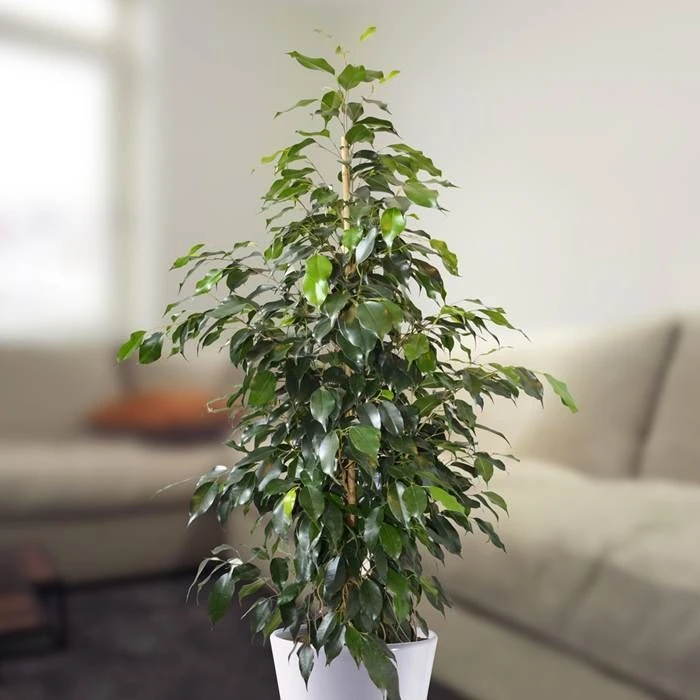 Ficus Benjamina Danielle
