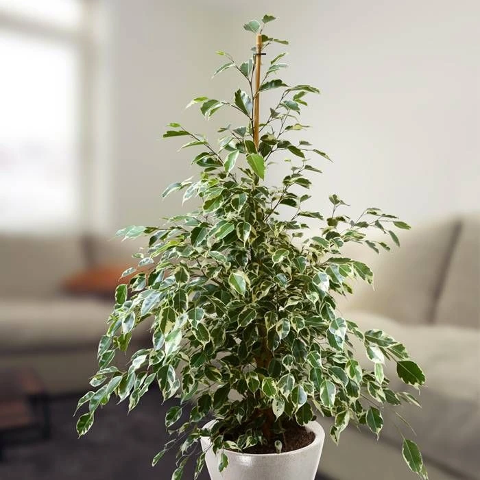 Ficus Benjamina Twilight 17 Cm Pot