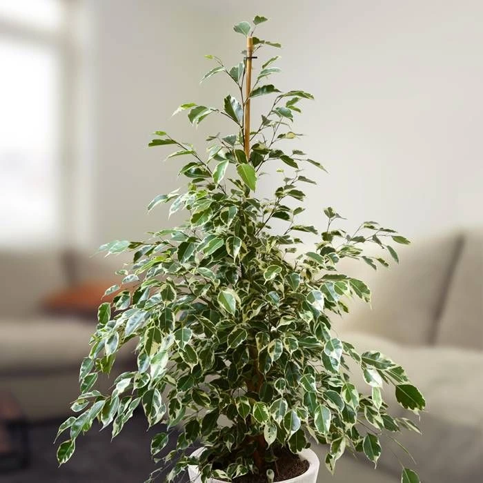 Ficus Benjamina Twilight 17 Cm Pot – Image 2