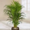 Areca Palm