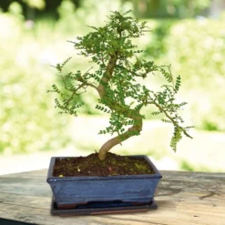 Bonsaï Zanthoxylum 25cm Forme S