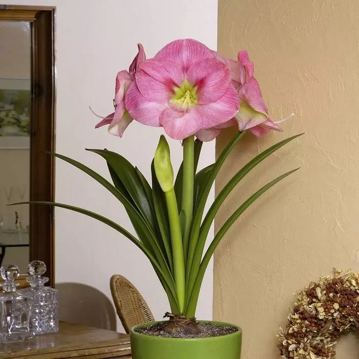 Hippeastrum Amaryllis Rose En Pot