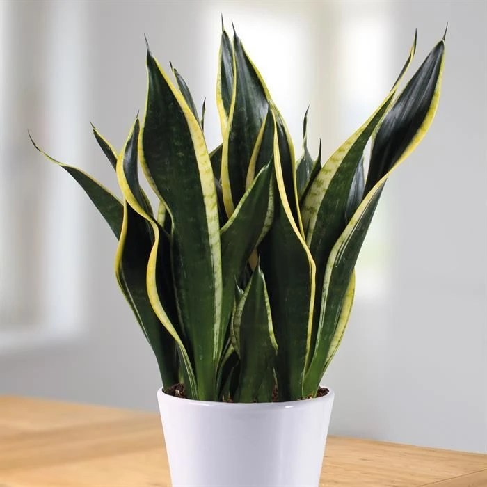 Sansevieria Black Gold