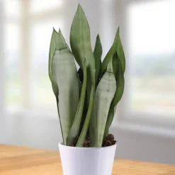 Sansevieria Moonshine 12 Cm Pot