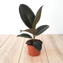 Ficus Elastica Abidjan