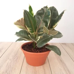 Ficus Elastica Tineke 23 Cm
