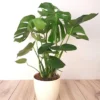 Monstera Deliciosa