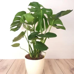 Monstera Deliciosa