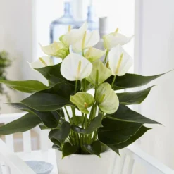 Anthurium White Champion 12 Cm