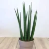 Sansevieria Cylindrica