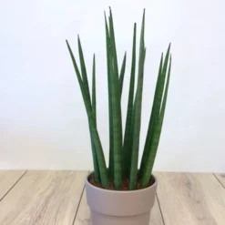 Sansevieria Cylindrica