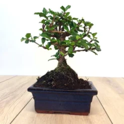 Bonsaï Retusa Carmona