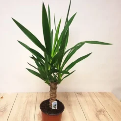 Standard Yucca Elephantipes