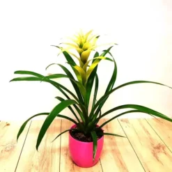 Bromelia Blanc