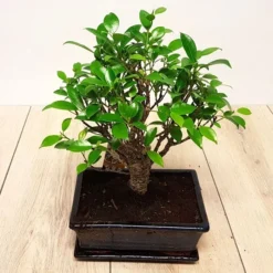 Bonsaï Ficus