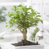 Bonsai Ligustrum Nitida Broom 12 Cm Pot