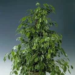 Ficus Benjamina Golden King 27cm Pot