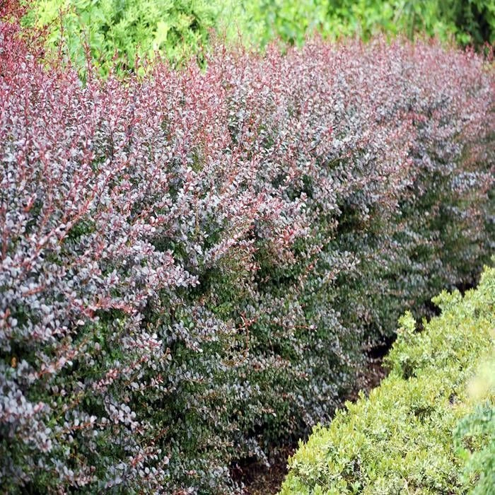 Berberis Thunbergii Dart's Red Lady X 5