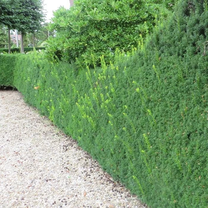 Taxus Media Hicksii Haie X 5