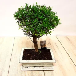 Bonsaï Ilex 9 Ans