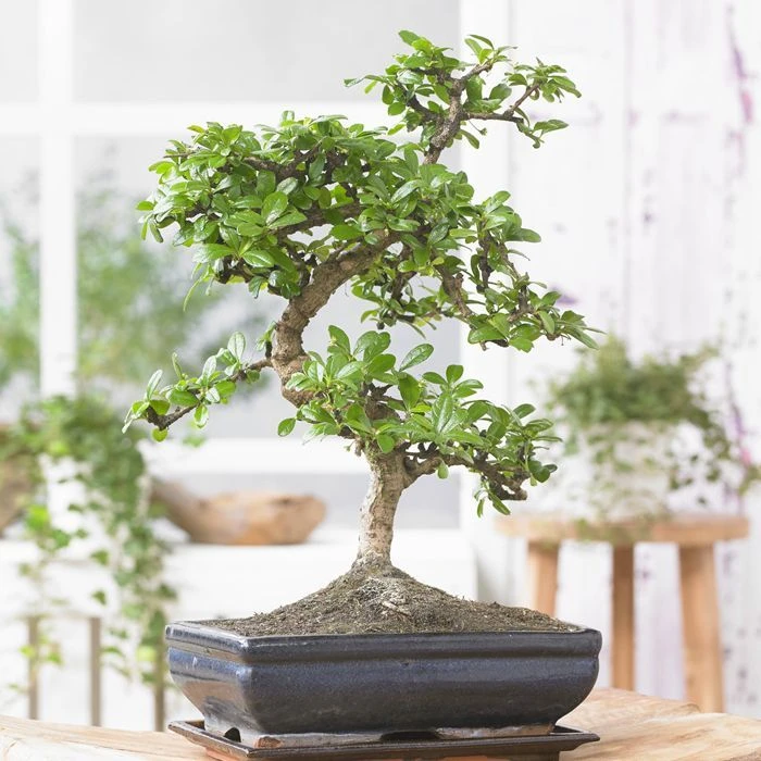 Bonsai Carmona S 25 Cm Pot