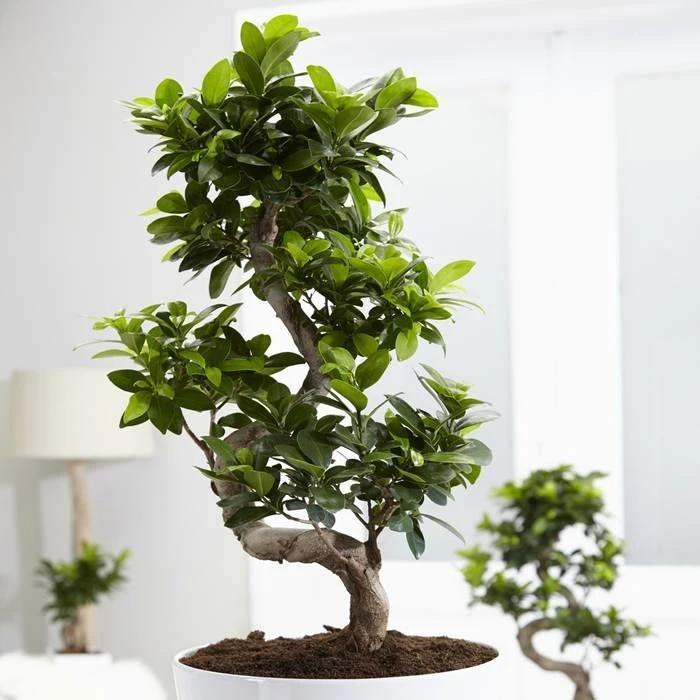 Ficus Retusa (microcarpa) Ginseng 21 Cm