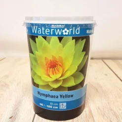 Nymphaea Yellow