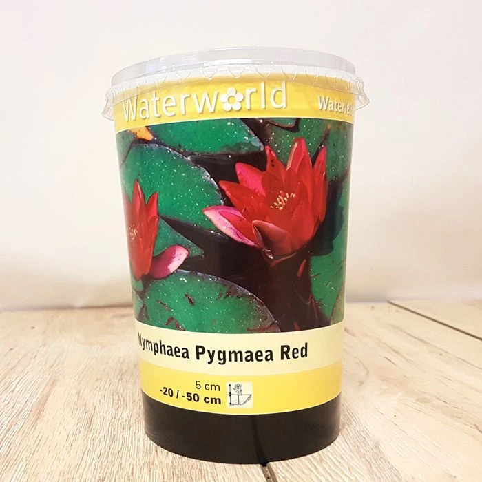 Nymphaea Pygmaea Red