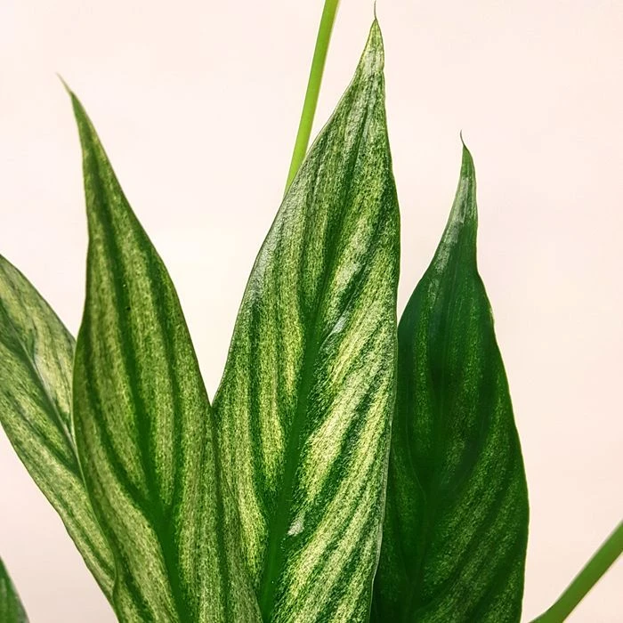 Spathiphyllum Cupido Silver – Image 2