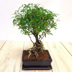 Bonsai Ilex Racines Exposées