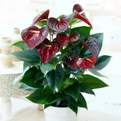 Anthurium Otazu Brown 12 Cm
